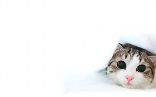 big eyes.jpg (200 KB)